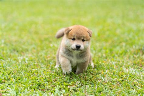 shiba inu photography|16,300+ Shiba Inu Stock Photos, Pictures & Royalty。